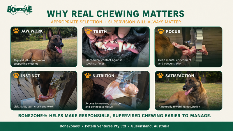 Why Bones Are One of the Best Natural Enrichment Activities for Dogs
