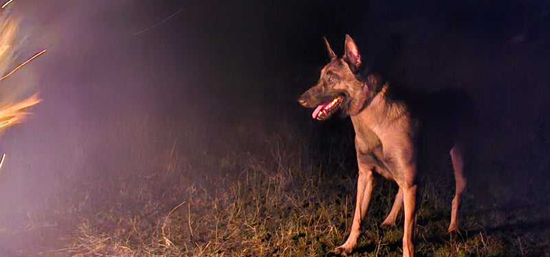 Meet Phoenix: The Dog Behind BoneZone