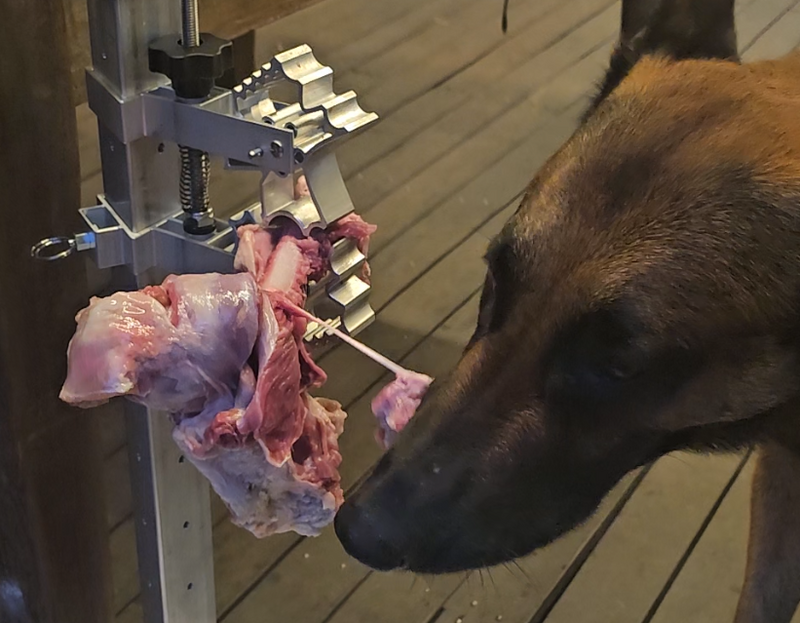 Man's Best Friend. But Is a Bone a Dog's Best Friend?