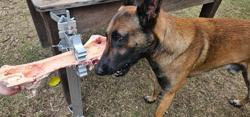 BoneZone® Structural Feeding™ & Chewing Station for Dogs