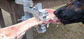 BoneZone® Structural Feeding™ & Chewing Station for Dogs