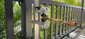 BoneZone® Structural Feeding™ & Chewing Station for Dogs