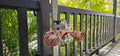 BoneZone® Structural Feeding™ & Chewing Station for Dogs