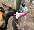 BoneZone® Structural Feeding™ Canine Enrichment Apparatus & Chewing Station