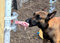 BoneZone® Structural Feeding™ & Chewing Station for Dogs
