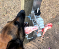 BoneZone® Structural Feeding™ Canine Enrichment Apparatus & Chewing Station