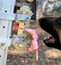 BoneZone® Structural Feeding™ Canine Enrichment Apparatus & Chewing Station