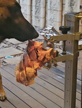 BoneZone® Structural Feeding™ Canine Enrichment Apparatus & Chewing Station