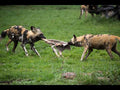 BoneZone® Structural Feeding™ Canine Enrichment Apparatus & Chewing Station